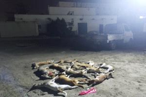 إدارة صحة البيئة بخور مكسر تنفذ حملة مكثفة لمكافحة الكلاب الضالة وتقضي على 70 كلباً