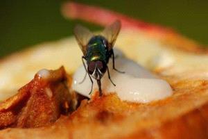 تزايد ملحوظ للذباب في القاهرة والجيزة.. وتوضيح رسمي للأسباب