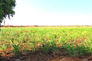 مزارعو دلتا أبين يطالبون بإعادة تأهيل قنوات الري والسدود للاستفادة من السيول الموسمية