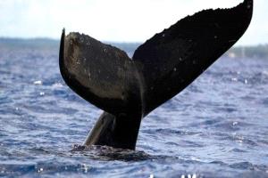 خطة بحرية لنقل حوت أحدب عالق قرب سواحل ألمانيا خلال 3 أيام ونصف