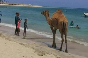 حقيقة واقعة الجمل المتداول اقتحامه شاطئًا في الغردقة