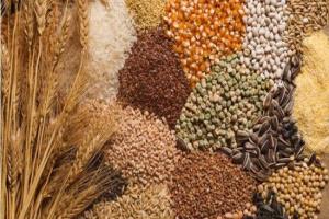 الفاو تحذر من استمرار ارتفاع أسعار السلع الزراعية حتى نهاية العام