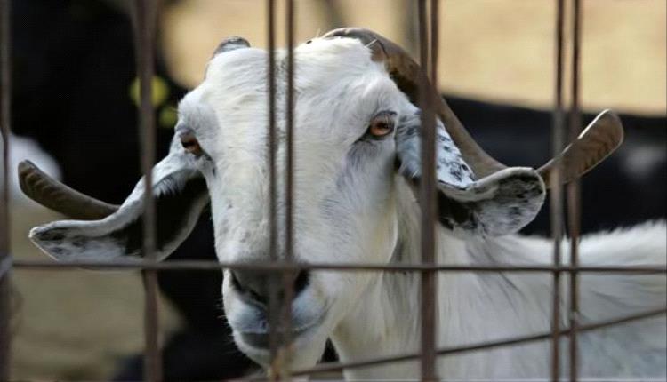 قبرص تتصدى لتفشي الحمى القلاعية بضوابط مشددة على نقل الحيوانات