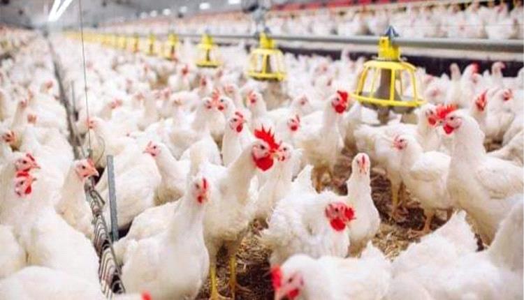 كوردستان تنفي شائعات لقاحات الدواجن وتؤكد سلامة منتجاتها