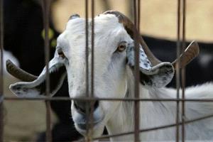 قبرص تتصدى لتفشي الحمى القلاعية بضوابط مشددة على نقل الحيوانات