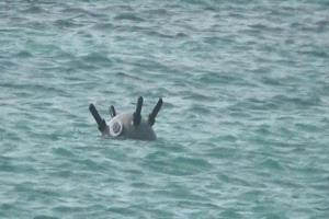 دماء على سواحل الحديدة.. لغم بحري حوثي يضرب قارب صيد