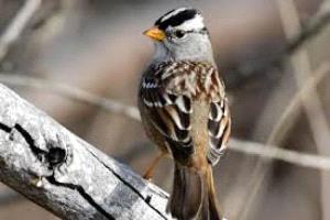 الضوضاء تهدد نسل الطيور حول العالم