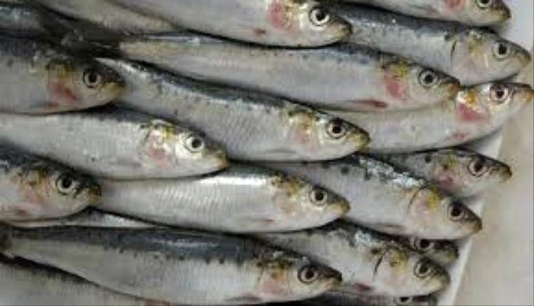 المغرب يغلق باب تصدير السردين لحماية لقمة المواطن