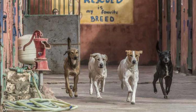مصر.. تحرك حكومي لحل أزمة "الكلاب الضالة"