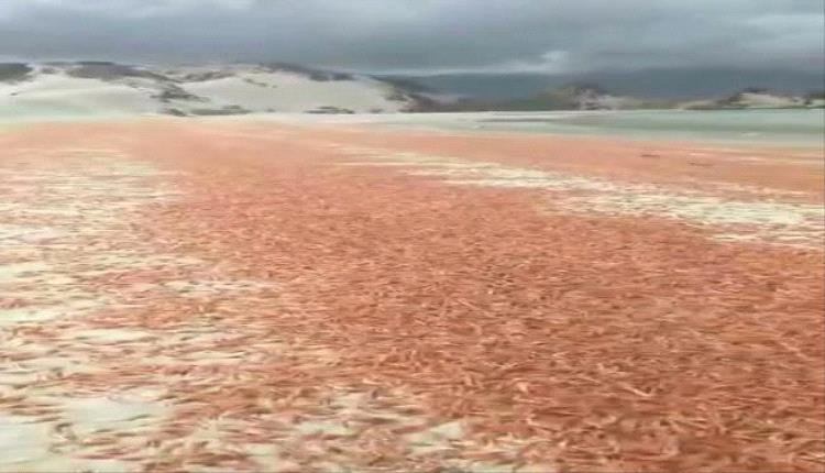 نفوق جماعي للربيان يرفع تحذيرات بيئية في سقطرى