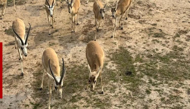 ميسان: بيع غزال الريم مقتصر على الذكور الزائدة للحفاظ على التوازن البيئي