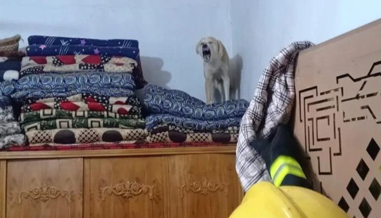 خطر الكلاب السائبة يتصاعد في كربلاء… هجوم مسعور يروع أسرة في الهندية
