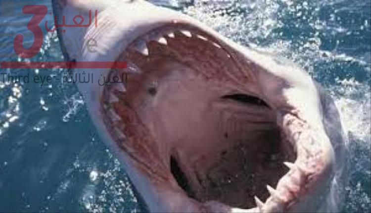 هجوم قرش في سيدني يُصيب فتى بجروح خطرة