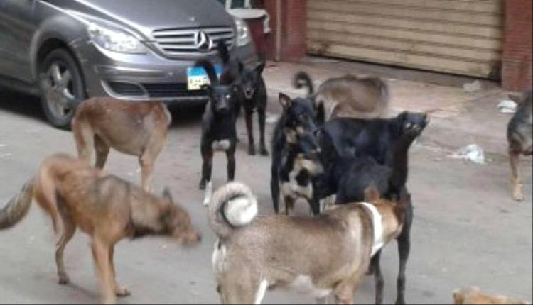مصر تحصن وتعقم آلاف الكلاب الضالة لحماية الصحة العامة