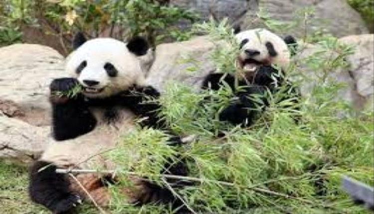 عودة التوأمين الباندا: من طوكيو إلى قلب سيتشوان