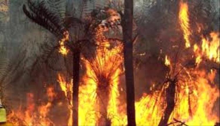 أستراليا تحت لهيب غير مسبوق: موجة قيظ تشعل الغابات وتضغط على الكهرباء