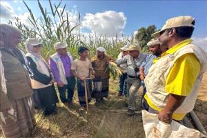 محطة الكود تدشن اليوم الحقلي للحبوب في أبين لتعزيز الأمن الغذائي