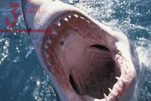 هجوم قرش في سيدني يُصيب فتى بجروح خطرة