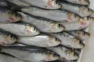 المغرب يغلق باب تصدير السردين لحماية لقمة المواطن