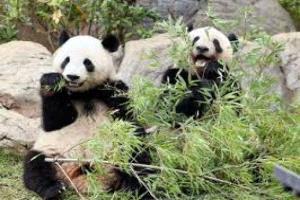 عودة التوأمين الباندا: من طوكيو إلى قلب سيتشوان