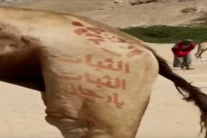 «الثبات يا رجال».. شعار على ظهر الجمل يلهب الحماس ويغضب الطوارئ في حضرموت