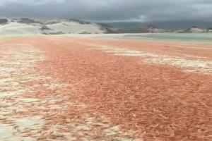 نفوق جماعي للربيان يرفع تحذيرات بيئية في سقطرى