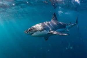 حزن في سيدني بعد وفاة صبي بهجوم سمكة قرش