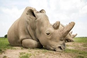 علماء يفكّون جينوم وحيد القرن الصوفي: المناخ أقوى من البشر