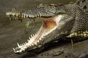 الفيضانات تفتح أبواب المدن أمام التماسيح في موزمبيق