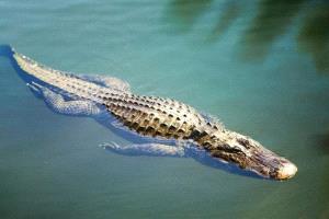 الفيضانات تزرع الرعب في شوارع موزمبيق