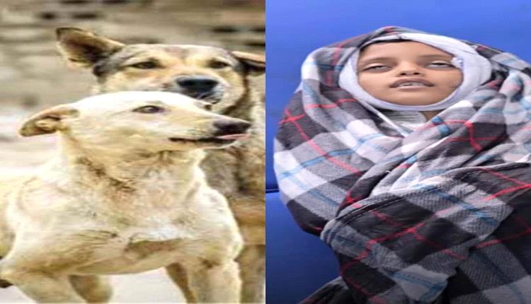 وفاة طفل بداء الكلب تعيد التحذيرات من خطر الكلاب الضالة في عدن
