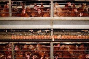 خسائر الدواجن تدفع الحكومة المصرية للتصدير و«الطيبات» لا يزال متهماً