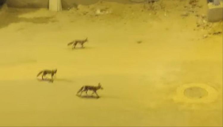 ظهور ثعالب في أحياء سكنية بحدائق أكتوبر يثير مخاوف السكان