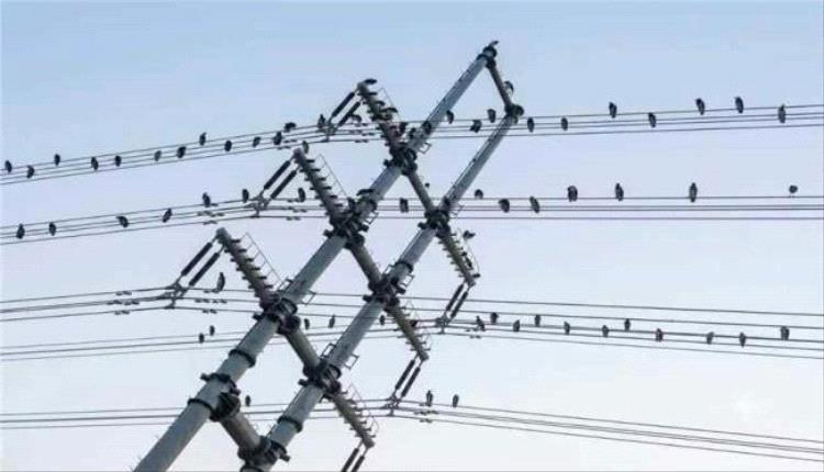 الكهرباء تحذر من مخاطر العبث بالطيور على خطوط الضغط العالي