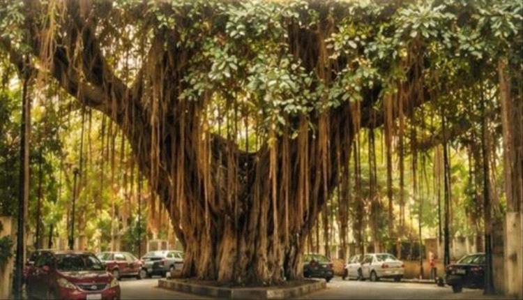 مصر توثق أشجارها التاريخية بخريطة ذكية وتحولها إلى معالم تراثية مفتوحة