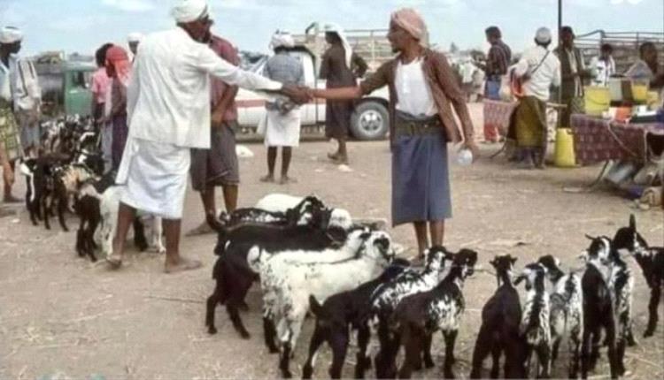الحوثيون يفرضون رسومًا جديدة على مربي المواشي في إب وريمة ويثيرون استياء واسع