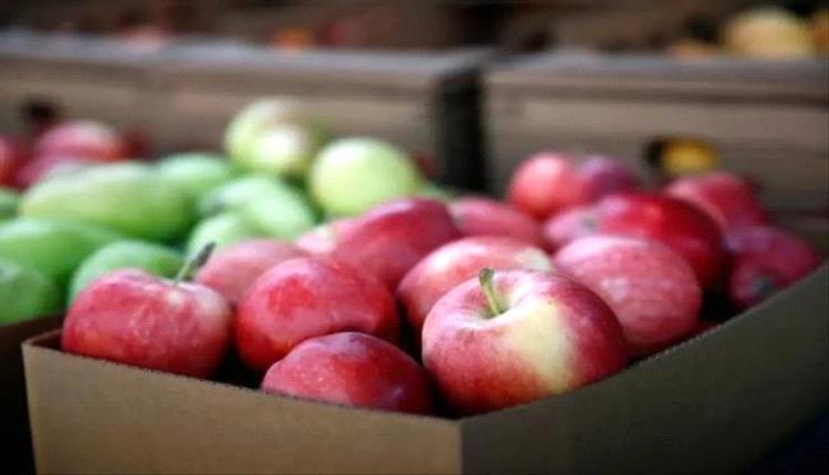 التفاح ودوره في دعم صحة القلب وخفض الكوليسترول