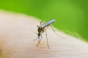 
مشروع مثير للجدل.. إطلاق ملايين البعوض لمكافحة الأمراض في أمريكا
