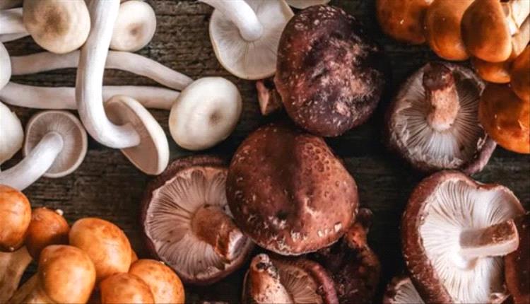 الفطر.. سر طبيعي لدعم صحة القلب وضبط ضغط الدم