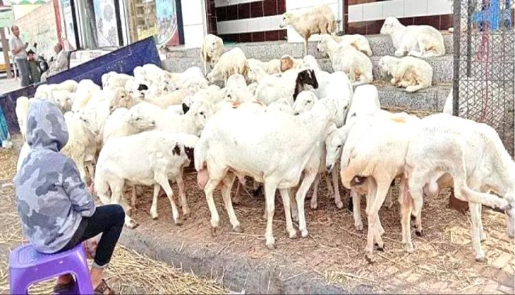 حملة بالعاصمة عدن لمصادرة المواشي السائبة وتحذيرات صارمة للمخالفين