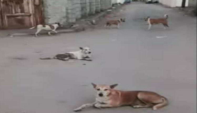 الكلاب الضالة تعود إلى عدن… والمواطنون يسألون: من أعاد عقارب الفوضى؟