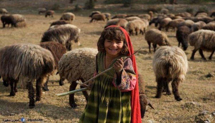 سرقة كبش تُفزع طفلة: حادثة تثير غضبًا ومطالبات بملاحقة الجناة
