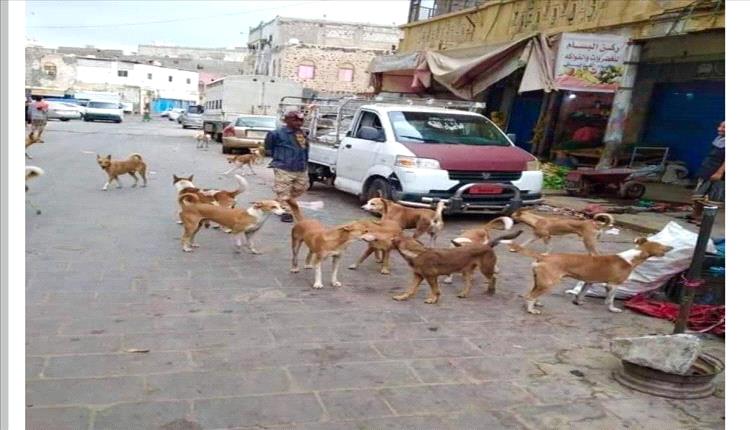 الكلاب الضالة تُرعب عدن: مناشدات عاجلة لاحتواء الخطر