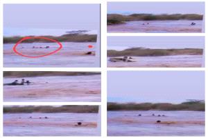 شجاعة تنقذ أرواحًا: عبدالرحمن الكشميمي يحوّل السيول إلى قصة بطولة