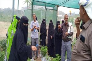 مشروع البيوت الزراعية في طور الباحة يمكّن 152 أسرة ويعزز الأمن الغذائي"