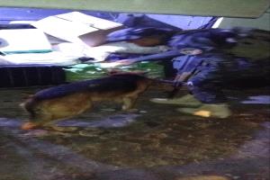 أبين تشدد الرقابة.. الكلاب البوليسية في مواجهة المخدرات