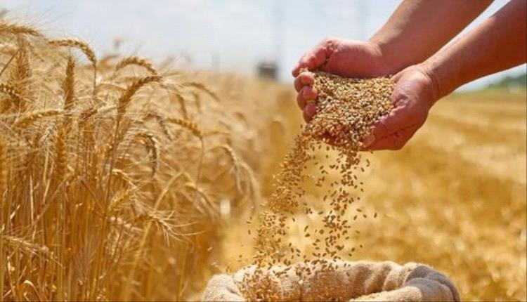 ارتفاع عالمي في أسعار القمح والذرة والصويا وسط ضغوط الطاقة والطقس