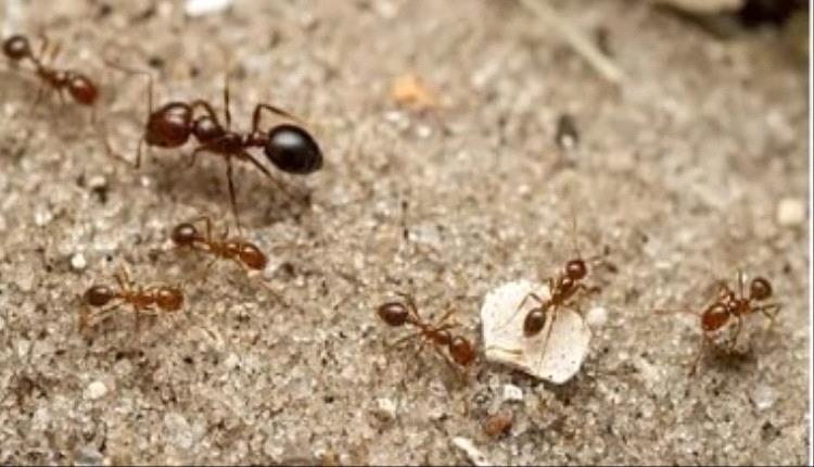 طرق منزلية بسيطة للتخلص من النمل دون مواد كيميائية