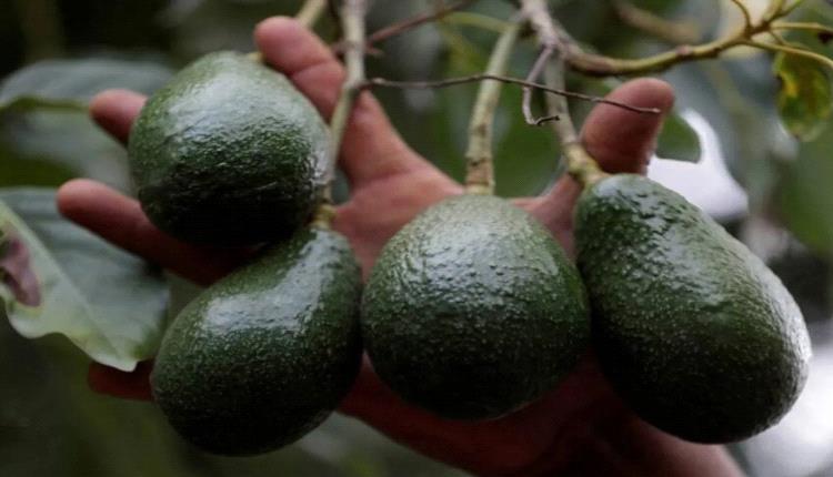 6 فواكه غنية بالألياف قد تدعم الهضم وتعزز الشعور بالشبع