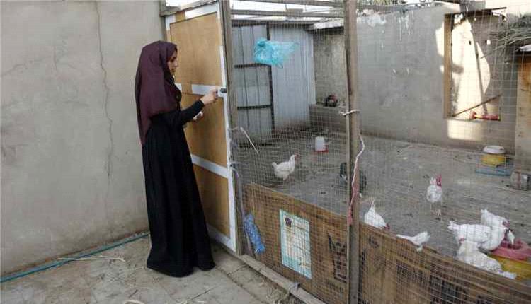 حملات الجدل حول الدواجن تخفض المبيعات في الأسواق اليمنية
